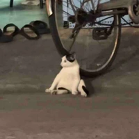 Tác giả ham chơi