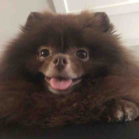 Kuma Kim