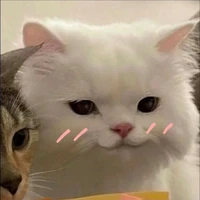 hệ thống meo meo