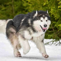 Hannie ( Alaska )