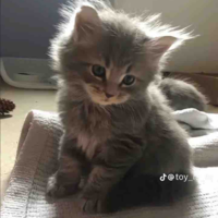 Tg cutiiii