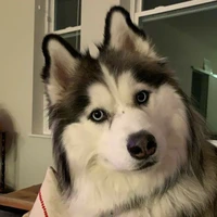 Bơ