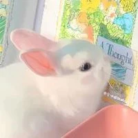 Kon báo >:> (Bunny)