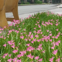 nhân vật phụ khác