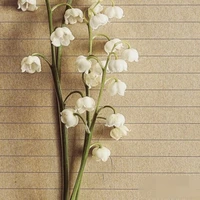 Con nhỏ tác giả