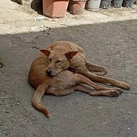 Tèo