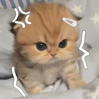 🐯LyngLiingg🐯💗✨