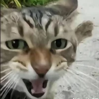 Tuấn.      Bot