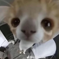 Hằng.    bot