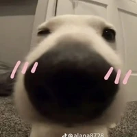 tác giả hay lươi