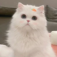 Hệ thống mèo