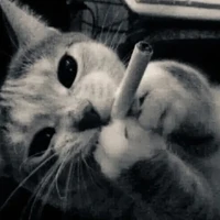 Mèo siêu thân thiện nek 🥰