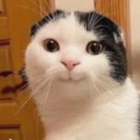 /tg/cánh cụt lai mèo:)
