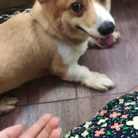 Con cờ hó