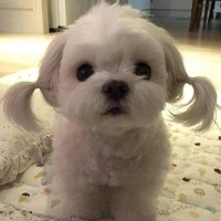 All top( - những người cần trừ)
