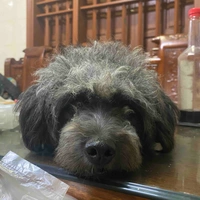 Tác giả
