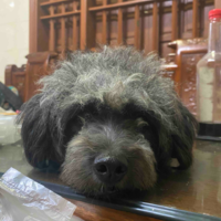 Tác giả