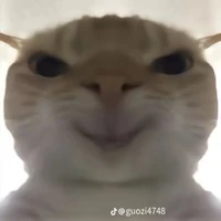 Mèo của nirei