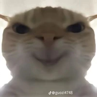 Mèo của nirei