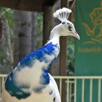 Tiểu Lân
