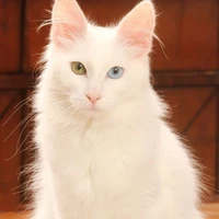 Miu|Cô ở dạng mèo|