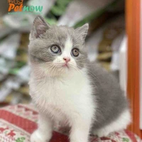 mèo Vương Dịch - Nhất hoàng tử 