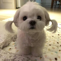 Dưa nè 🐰