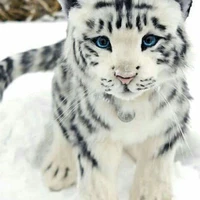 bé hổ con cute(July