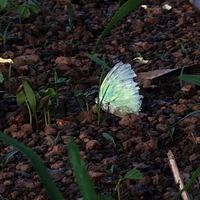 Nhân vật qua đường