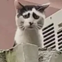 Tác giả bị khùng