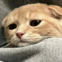 t/g lười
