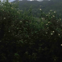 Nhân vật bí ẩn 