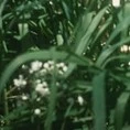 nhân vật phụ