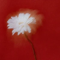 Tác giả (Red J)