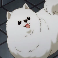 Chó
