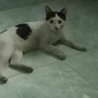 tác giả này khùng vcl