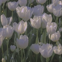 Gọi tớ là Gấuuu