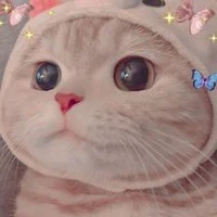 mèo =) cưng