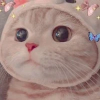mèo =) cưng