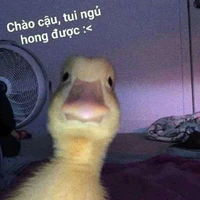 tg nè
