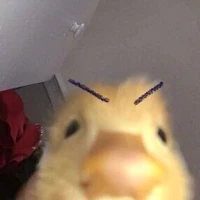 T/g:)