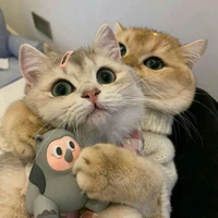 Cả Hai