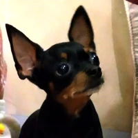 Tác giả nhỏ bé (⁠ㆁ⁠ω⁠ㆁ⁠)