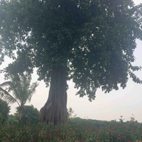 Mọi người