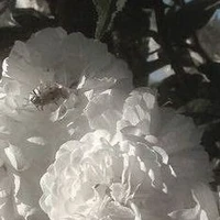 Nhân Vật Tổng Hợp