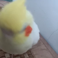Sad gỉl depzai