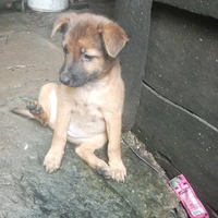 Tác giả