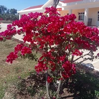 triệu thu 🌺