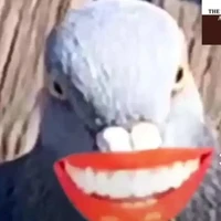 con điên nào đó