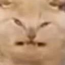 2đ gdcd